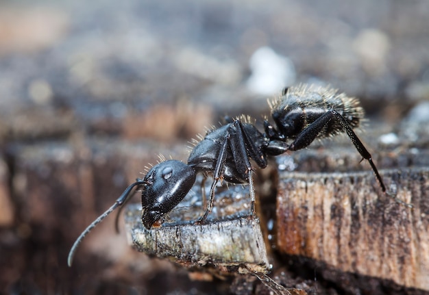 grandi formiche della foresta in un habitat naturale