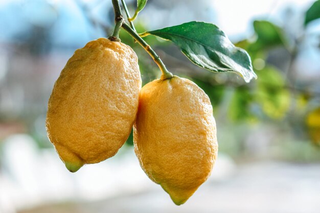 Grandi frutti maturi giallo limone