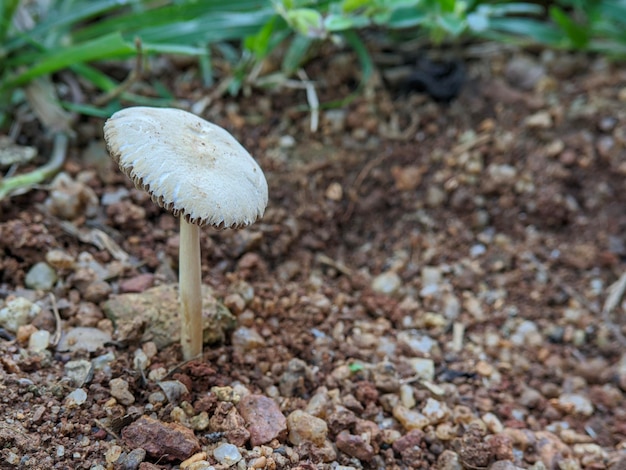 Grandi funghi bianchi a terra