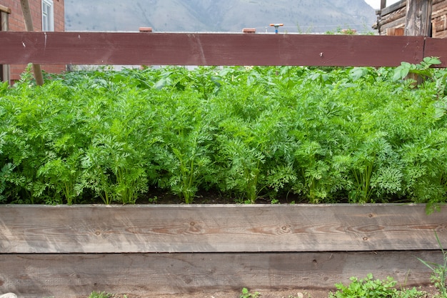 Grandi germogli verdi di carote nel giardino di casa recintato con tavole. Immagine orizzontale.
