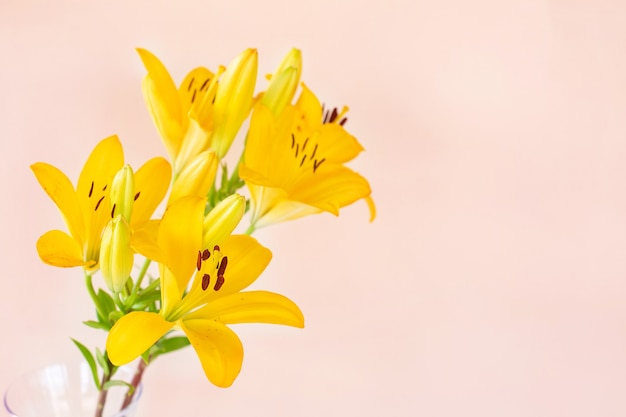 Grandi gigli di fiori gialli sulla parete chiara.