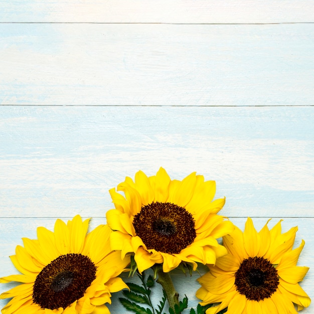 Grandi girasoli luminosi sulla superficie blu-chiaro