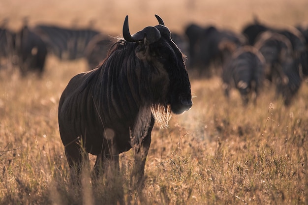 Grandi gnu nella savana