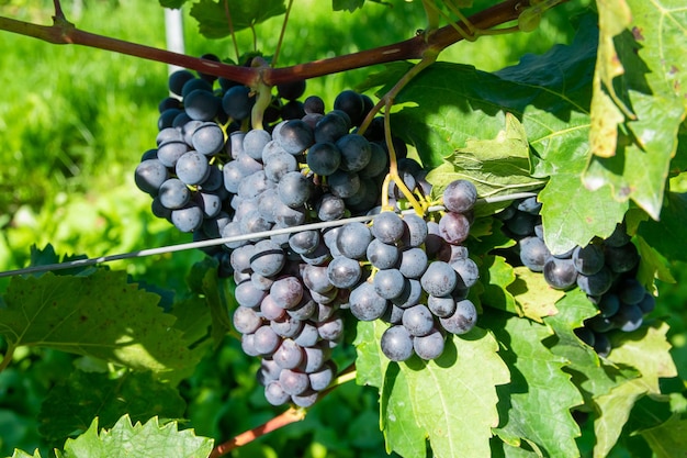 Grandi grappoli di uva da vino rosso in vigna