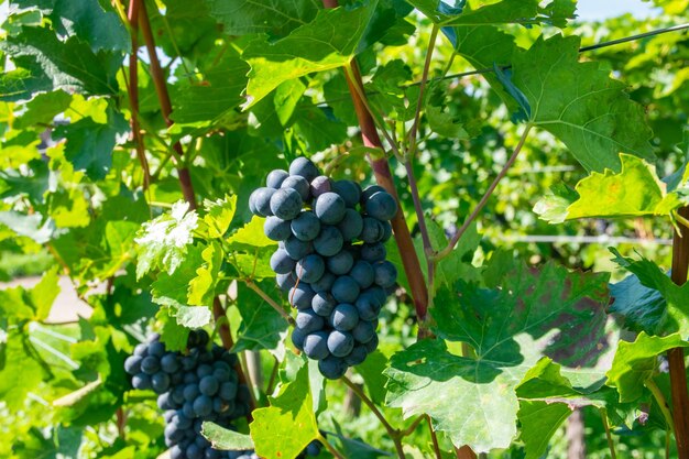 Grandi grappoli di uva da vino rosso in vigna