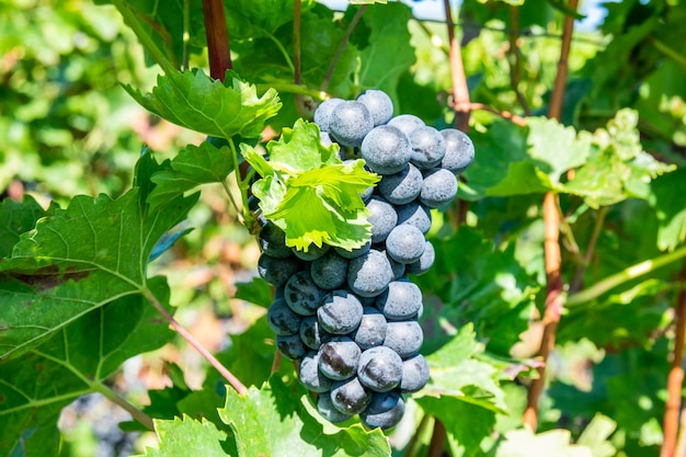 Grandi grappoli di uva da vino rosso in vigna