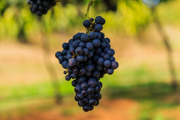 grandi grappoli di uva da vino rosso pendono da una vite