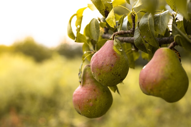 grandi pere appetitose mature sull'albero dopo la pioggia in giardino