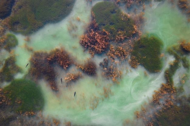 Grandi pesci nel fiume inquinato