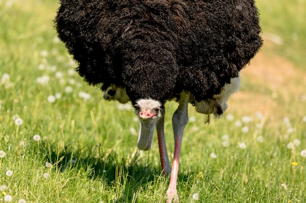 Grandi piedi dello struzzo comune, Struthio camelus, grande uccello maschio che cammina con la testa bassa