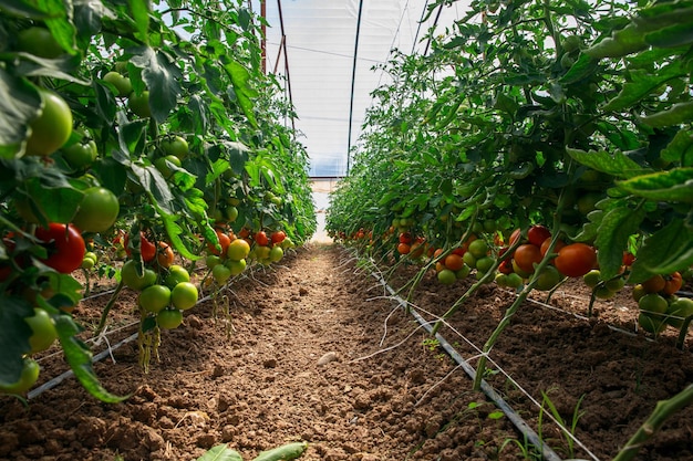 Grandi pomodori verdi che crescono sul BushxA