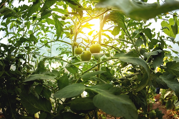 Grandi pomodori verdi in serra Coltivare un pomodoro a casa