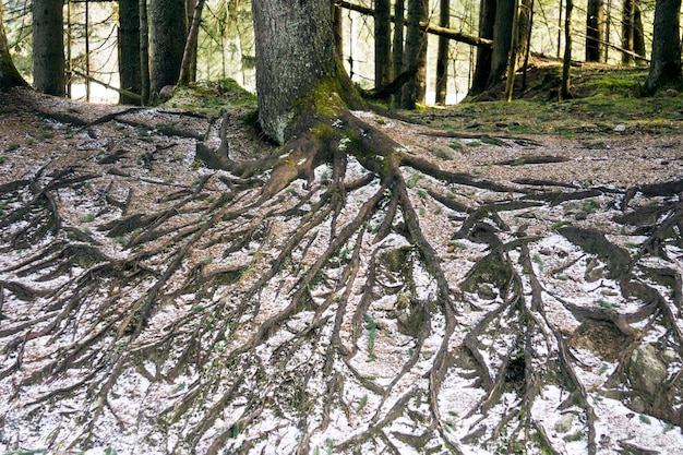 Grandi radici degli alberi nella foresta. Natura