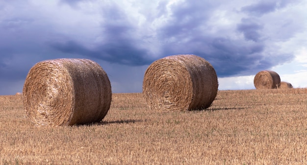 Grandi rotoballe gialle di paglia sul campo