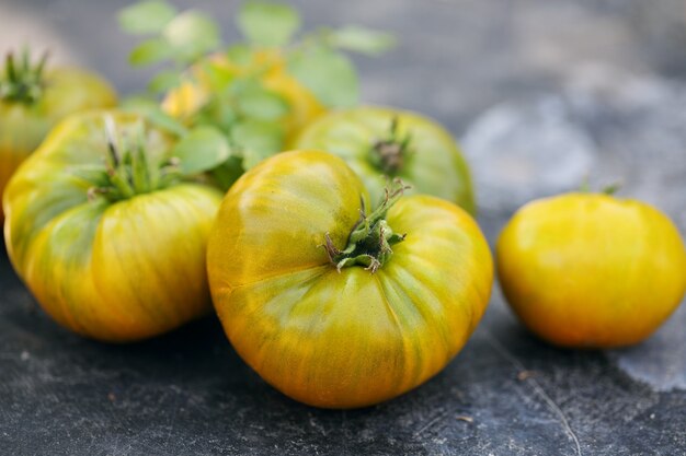 Grandi varietà di pomodori verdi maturi "mela smeraldo"