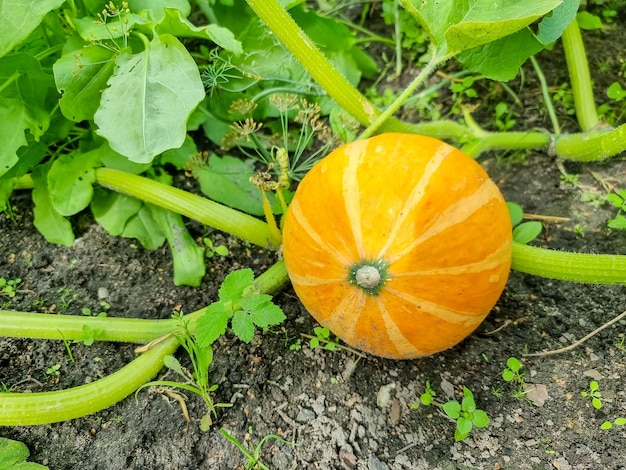 Grandi zucche arancioni che crescono nel giardinogrande zucca arancione con foglie che giacciono sul terreno vegetale