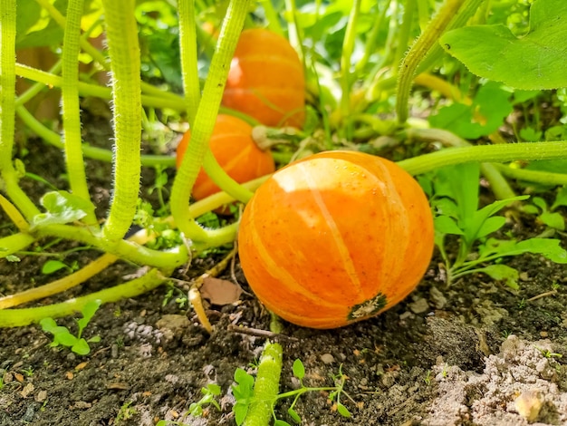 Grandi zucche arancioni che crescono nel giardinogrande zucca arancione con foglie che giacciono sul terreno vegetale