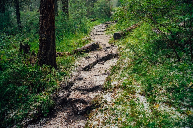 Grandine sulla pista nella foresta di conifere scura. Atmosferico paesaggio boschivo con ricca flora forestale. Grandine nei boschi. Percorso in montagna. Sorgi sulla montagna attraverso il bosco. In alto nella foresta di conifere scura.