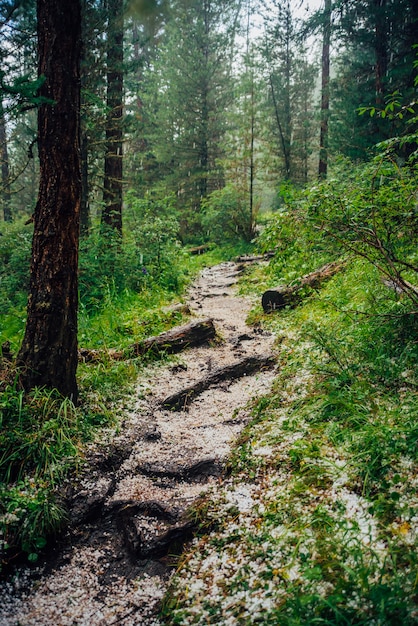 Grandine sulla pista nella foresta di conifere scura