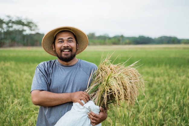 Grani asiatici felici del riso della tenuta dell'agricoltore nel campo