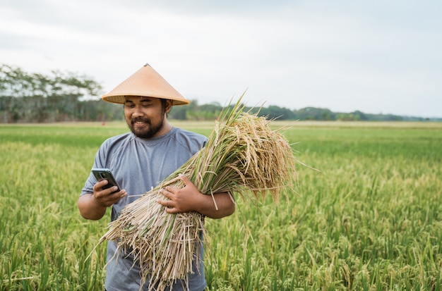 Grani asiatici felici del riso della tenuta dell'agricoltore nel campo