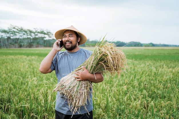 Grani asiatici felici del riso della tenuta dell'agricoltore nel campo