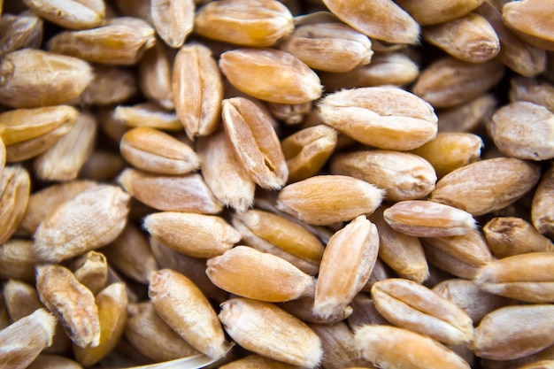 Grani di frumento di malto per la produzione di malto vista dall'alto sfondo piatto lay