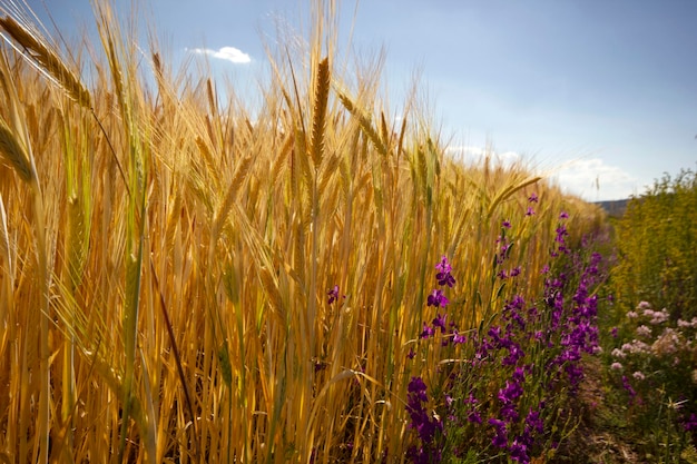 Grani maturi e fiori viola