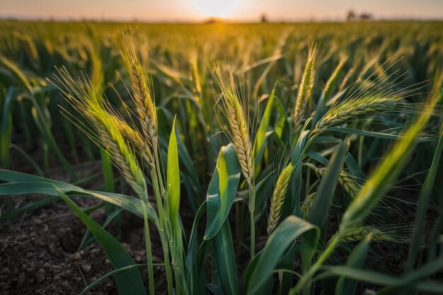 Grano appena cresciuto in un campo