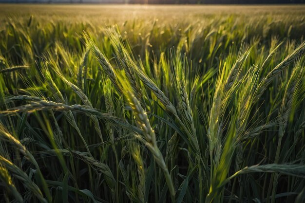 Grano appena cresciuto in un campo