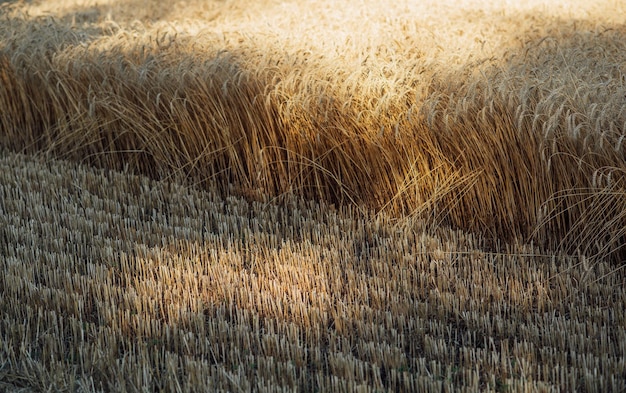 Grano che raccoglie grano