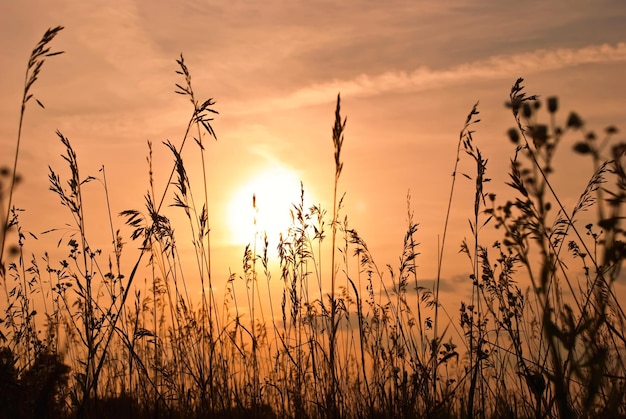 Grano contro il bel tramonto