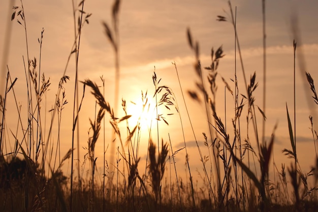 Grano contro il bel tramonto