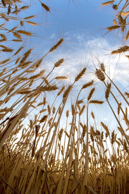 Grano crescente sullo sfondo del cielo nuvoloso. Agronomia e agricoltura. Industria alimentare.