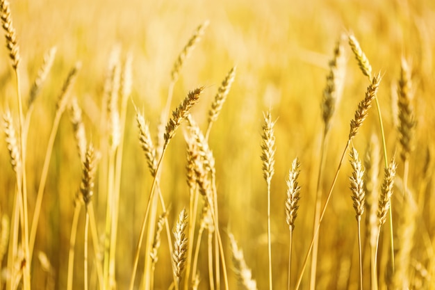 Grano d&#39;oro sul campo nella calda luce del sole. Sole e spighe di grano Ricco concetto di raccolto.