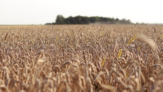 Grano da vicino Spighette di una pianta di cereali Grano business Campo di grano prima del raccolto