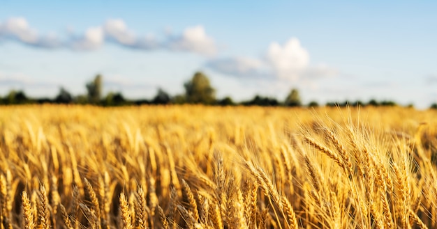 Grano di frumento orecchie di campo vicino. Sfondo.