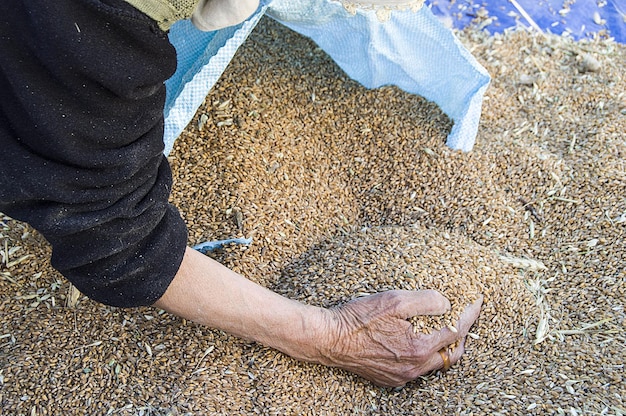 Grano di grano russo appena raccolto per la produzione di farina
