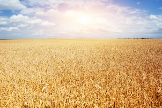 Grano di prato sotto il cielo