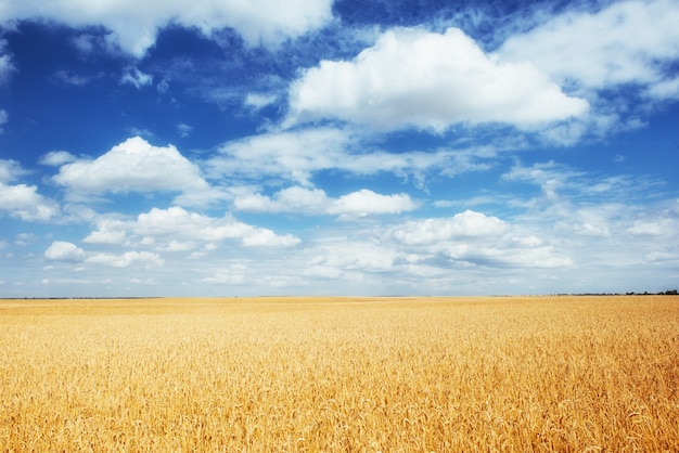 Grano di prato sotto il cielo