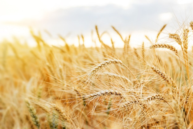 Grano dorato di frumento. Ricco concetto di raccolto.