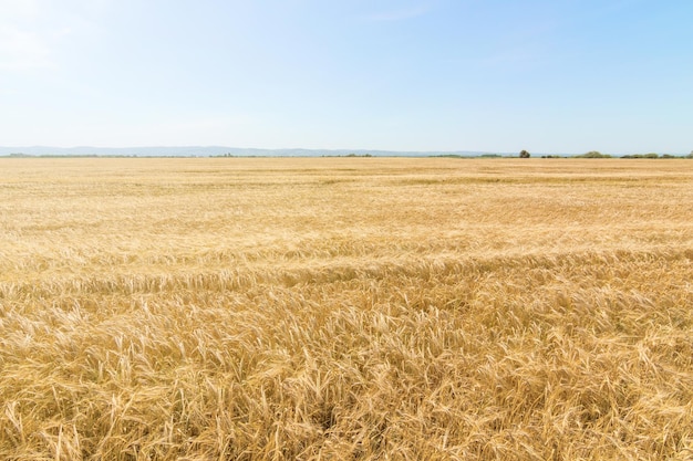 Grano e sole sotto il cielo blu