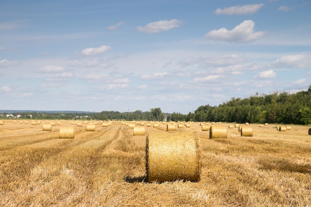 Grano falciato e paglia in un campo