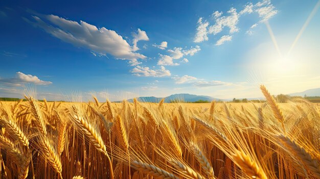 Grano giallo dorato maturo nel campo autunnale