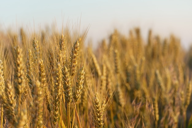 Grano giallo maturo contro il cielo blu. grano giallo maturo contro il cielo blu.