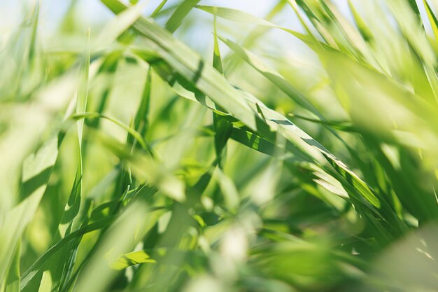 Grano giovane che cresce nella vista del primo piano del campo.