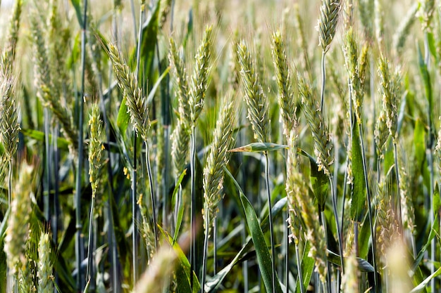 Grano immaturo di cereali