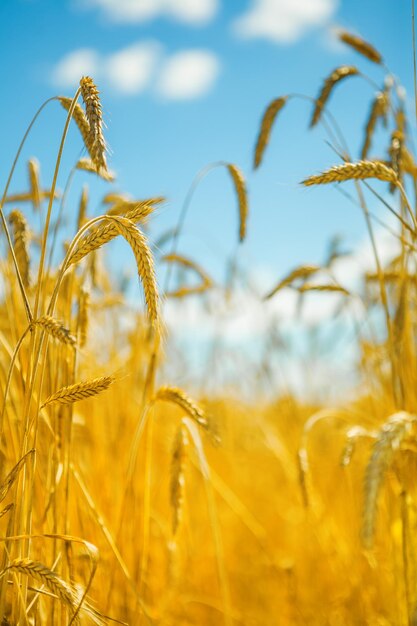 Grano in cielo