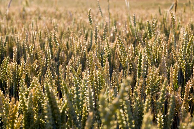 Grano ingiallito in estate