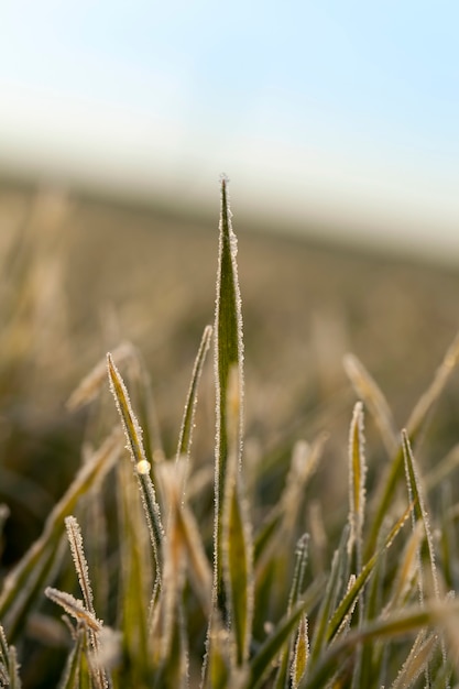 Grano invernale ricoperto di cristalli di ghiaccio e brina in inverno, sul campo agricolo di giorno